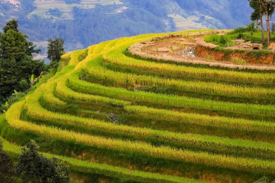 Ruộng bậc thang mùa lúa chín vàng ở Hà Giang